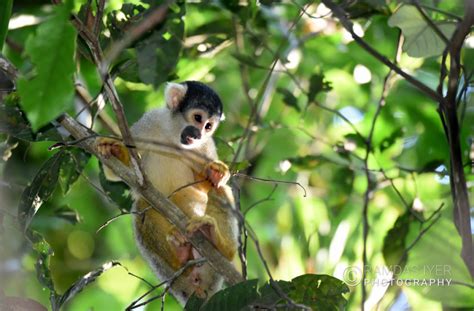 Bolivia Wildlife – Ramdas Iyer Photography