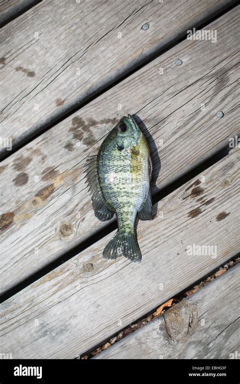 Brim fish on pier, Lake Superior, Gwinn, Michigan, USA Stock Photo - Alamy