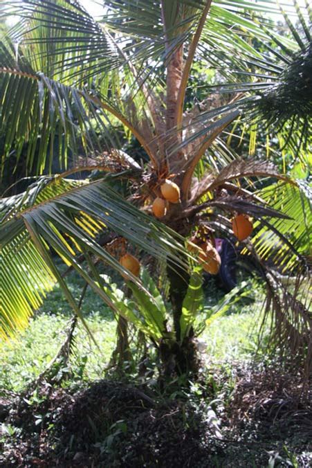 Dwarf Coconut Nursery