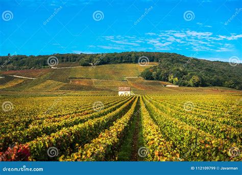 Vineyards in the Autumn Season, Burgundy, France Stock Image - Image of chardonnay, landscape ...