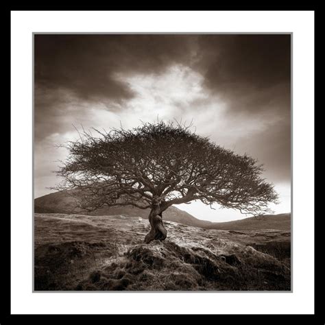 Sepia Photography Tree of Life Lone Tree Sepia Wall Art | Etsy