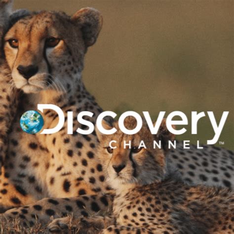 Animal Discovery - YouTube