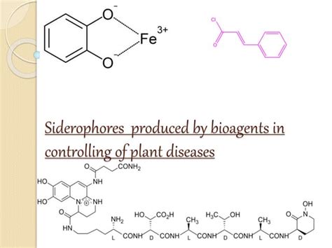 Siderophores produced by bioagents in controlling of plant diseases | PPT