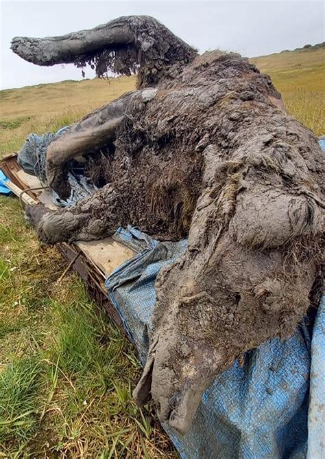 Perfectly preserved Ice Age cave bear found in Arctic Russia | AP News