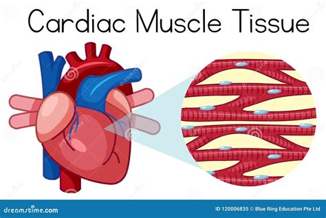 A Human Cardiac Muscle Tissue Stock Vector - Illustration of tissue ...