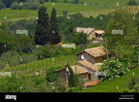 Montalcino, Vineyards, Val d´Orcia, Orcia Valley, UNESCO World Heritage Site, Siena Province ...