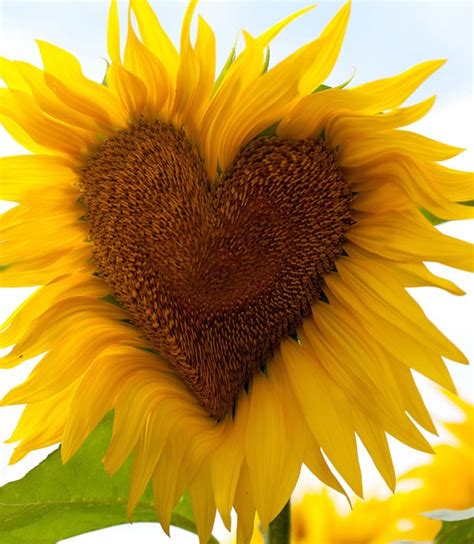 Symbolic Sunflower Meaning and Sunflower Insight on Whats-Your-Sign