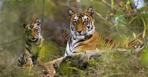 Discover India: Things to do or see in Periyar National park and protected tiger reserve of ...