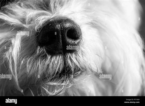 A little Dog's face Stock Photo - Alamy