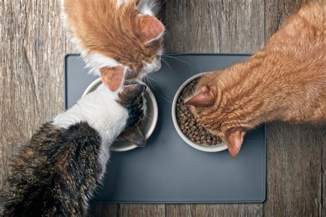 The Very Best Diet for Cats, According to Vets | Reader's Digest