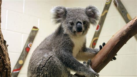 Petition · We want them to redesign the Koala Bear habitat and make it more environmentally ...