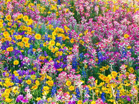 “Texas, USA --- Mixed spring wildflowers --- Image by © Terry Eggers/Corbis ” | Wild flowers ...