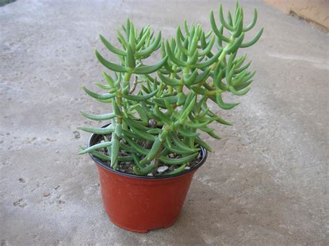 MINI PINE TREE SUCCULENT CRASSULA TETRAGONA