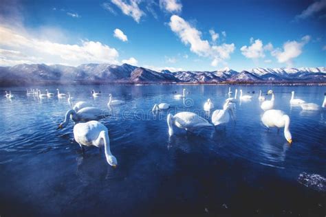 Mesmerizing Scenery of Swans Hanging Out in the Lake Kussharo in ...