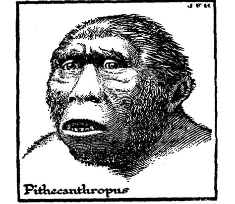 Pithecanthropus Erectus - Thegorbalsla