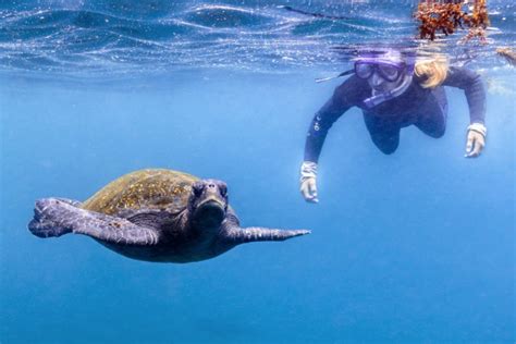 Snorkeling In The Galapagos: Top Spots - Expedition Cruise