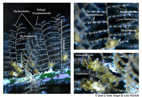 Door #2: A glimpse of Hydrozoan anatomy | The Invertebrate Collections