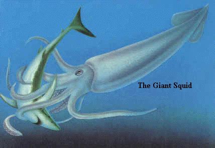 Giant Squid Vs Great White Shark