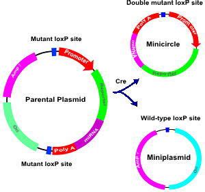 What Is An Expression Vector at Vectorified.com | Collection of What Is An Expression Vector ...