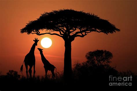 Large South African Giraffes at Sunset in Africa Digital Art by Katrina ...