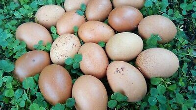 Poultry - Rhode Island Red Eggs