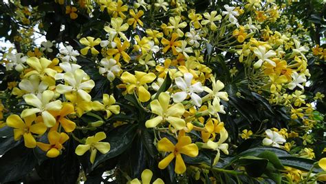 MAP: MELBOURNE STREET TREES 50 - NATIVE FRANGIPANI