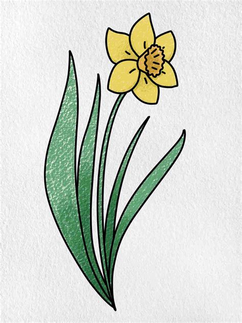 Daffodil Flower Drawing Easy | Best Flower Site