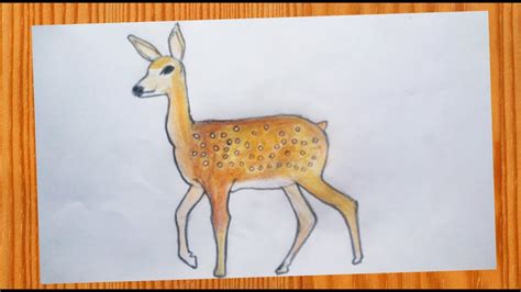 Drawings Of Deer In Color