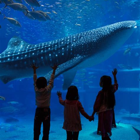 Get tickets for Osaka Aquarium Kaiyukan | Tiqets