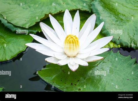 beautiful white water lily in the garden pond Stock Photo - Alamy