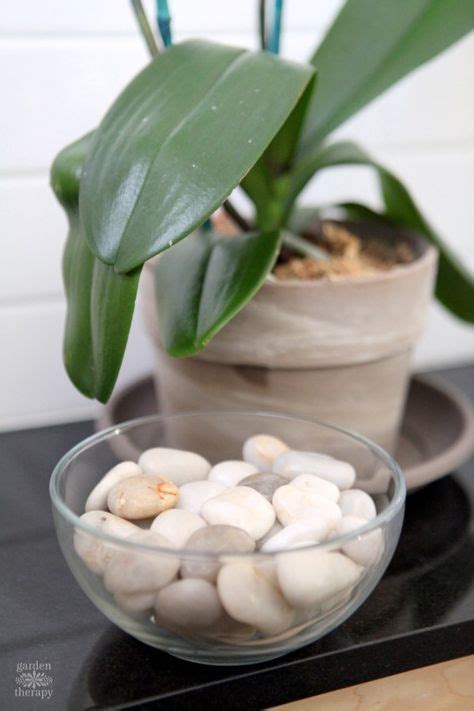 This DIY orchid humidity tray will help the stunning blooms last longer and keep your plants ...