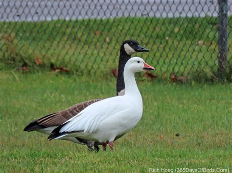 Snow Geese! | 365 Days of Birds