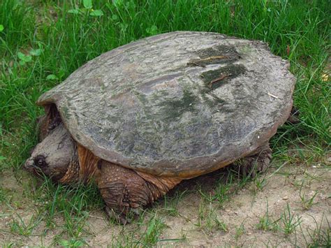 Species Profile: Chelydra serpentina – Common Snapping Turtle » Bella Vista Property Owners ...