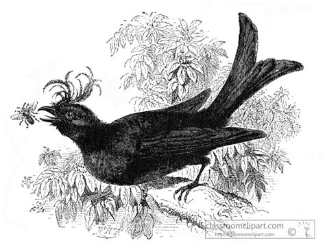 Bird Photos illustrations Images - crested drongo bird illustration