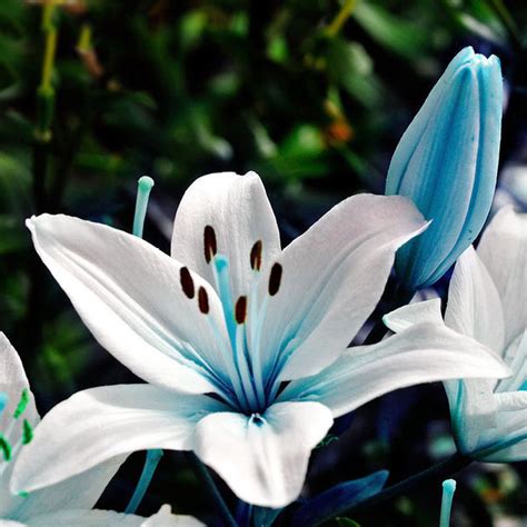 Lily Blue Heart Flower Bulbs (Not Lily Seeds) - 6 Bulbs - RARE - Fast ...