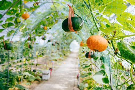 How to Grow Pumpkins | Kellogg Garden Organics™