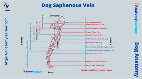 Dog Hindlimb Veins Diagram Quizlet, 54% OFF