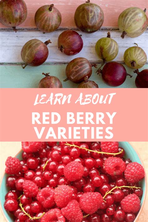 Types of Red Berries - Gardening Channel