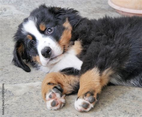 Berner Sennenhund Stock Photo | Adobe Stock