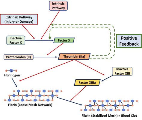 Positive And Negative Feedback Mechanism Of Homeostasis : Chapter 1 Homework Positive Negative ...