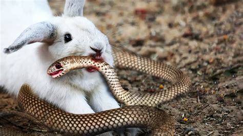 This Snake Messed With The Wrong Rabbit - YouTube