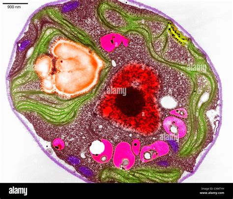 Plant Cells Under An Electron Microscope