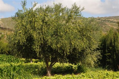 72 Different Olive Tree Varieties - ProGardenTips