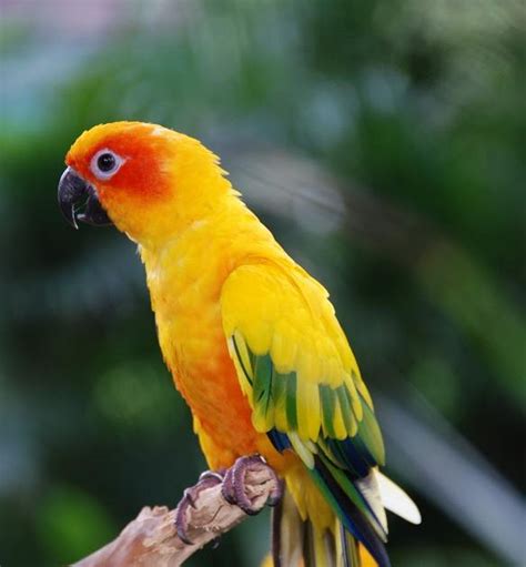 Pets Information: Sun Parakeet / Sun Conure