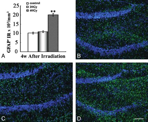 Increased GFAP astrocytes in the hippocampus after irradiation. A ...