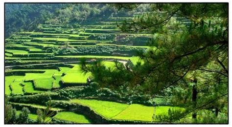 A Trip to Sagada / Rice Terraces / StuartXchange