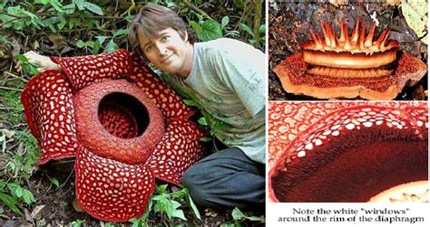 Rafflesia Arnoldii: The rare and biggest flowers in the world