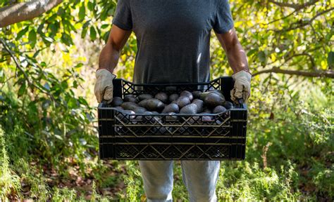 Mexican Avocado Farms