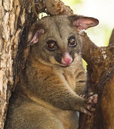 Common Brushtail Possum (Mammal Watch Porongurup) · iNaturalist