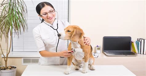 Animal Health Care & Veterinary Courses 2024 | Study Online